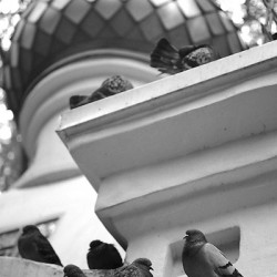  mg 4871 www 20101016