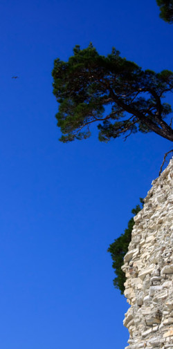 mr gibson 8 20100920