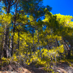  mg 4425 www 20100910