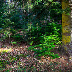  mg 7369 www 20110122